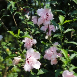 Pink Rose Of Sharon Althea Tree -Blossom Berry Shop Rose of Sharon Althea 3 FGT