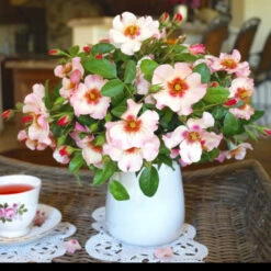 Raspberry Kiss™ Rose Tree -Blossom Berry Shop Rosemarry Kiss Rose tree 1