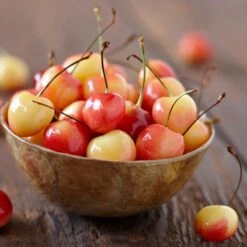 Royal Ann Cherry Tree -Blossom Berry Shop Royal Ann CHerry Tree 1 FGT