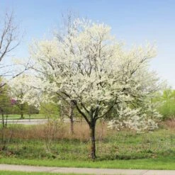 Royal White Redbud Tree -Blossom Berry Shop Royal White Redbud 1