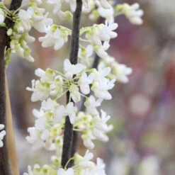 Royal White Redbud Tree -Blossom Berry Shop Royal White Redbud 5 FGT