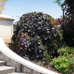 Ruby Falls Redbud Tree 11 Ruby Falls Redbud Tree -Blossom Berry Shop Ruby Falls Redbud 8