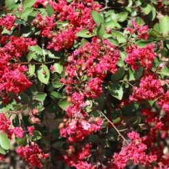 Ruby Prince™ Emerald Empire® Crape Myrtle Tree -Blossom Berry Shop Ruby Prince Crape Myrtle 1