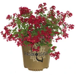 Ruby Prince™ Emerald Empire® Crape Myrtle Tree -Blossom Berry Shop Ruby Prince Crape Myrtle 2
