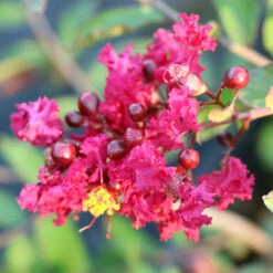 Ruby Prince™ Emerald Empire® Crape Myrtle Tree -Blossom Berry Shop Ruby Prince Crape Myrtle 3