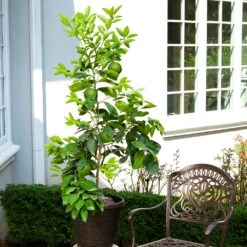 Ruby Red Grapefruit Tree -Blossom Berry Shop Ruby Red Grapefruit 8