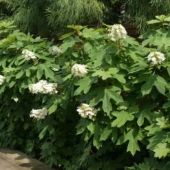 Ruby Slippers Hydrangea Shrub -Blossom Berry Shop Ruby Slippers Hydrangea 2