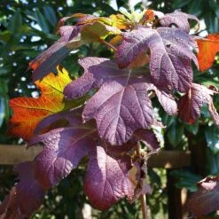 Ruby Slippers Hydrangea Shrub -Blossom Berry Shop Ruby Slippers Hydrangea 3