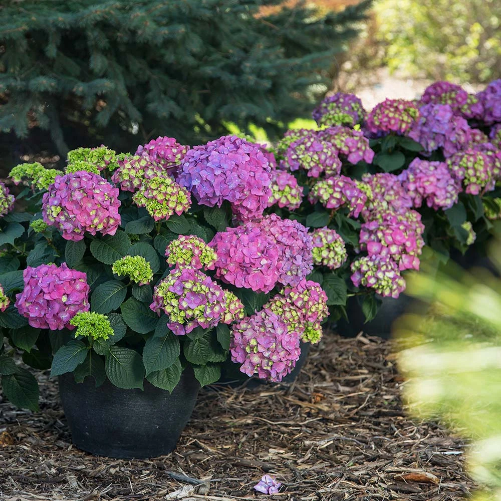 Endless Summer® Summer Crush® Hydrangea 3 Endless Summer® Summer Crush® Hydrangea - Image 3