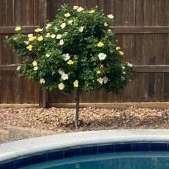 Sunny Knock Out® Rose Tree -Blossom Berry Shop SUnny knockout Rose Tree 3