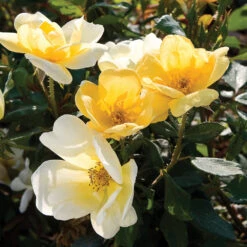 Sunny Knock Out® Rose Tree -Blossom Berry Shop SUnny knockout Rose Tree 4 FGT
