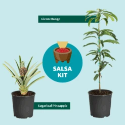 Salsa Kit -Blossom Berry Shop SalsaKitGraphic
