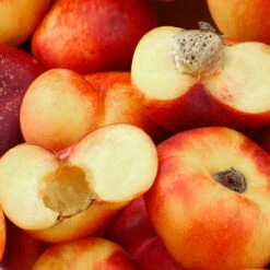 Donut Saturn Peach Tree -Blossom Berry Shop Saturn Peach Tree 1 c5562afa 6180 4bc9 93b7 f9f53b5d2cd0