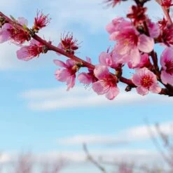 Saturn Peach Tree -Blossom Berry Shop Saturn Peach Tree 4
