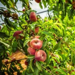 Saturn Peach Tree -Blossom Berry Shop Saturn Peach Tree 5