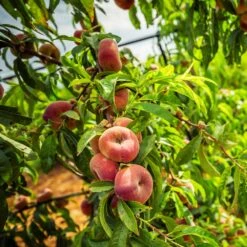 Donut Saturn Peach Tree -Blossom Berry Shop Saturn Peach Tree 5 21ea4320 798c 41bd 932e b7297febbf6c