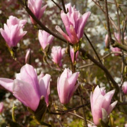 Saucer Magnolia Tree -Blossom Berry Shop Saucer Magnolia 2 FGT