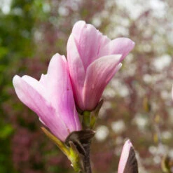 Saucer Magnolia Tree -Blossom Berry Shop Saucer Magnolia 3