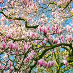 Saucer Magnolia Tree -Blossom Berry Shop Saucer Magnolia 6