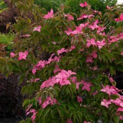 Scarlet Fire® Dogwood Tree -Blossom Berry Shop Scarlett Fire 1