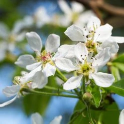 Seckel Pear Tree 9 Seckel Pear Tree -Blossom Berry Shop Seckel Pear 2