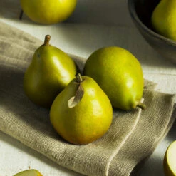 Seckel Pear Tree 8 Seckel Pear Tree -Blossom Berry Shop Seckel Pear 5