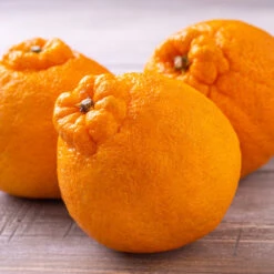 Shiranui Mandarin Tree -Blossom Berry Shop Shiranui Mandarin 4 FGT