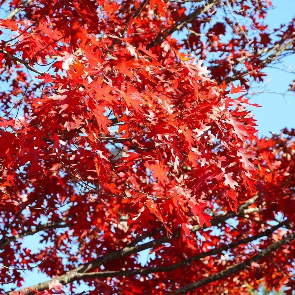 Shumard Oak Tree 4 Shumard Oak Tree - Image 4