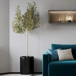 Sikitita Olive Tree -Blossom Berry Shop Sikitata Olive 2