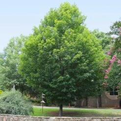 Silver Maple Tree -Blossom Berry Shop Silver Maple Tree 6