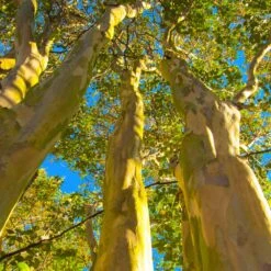 Sioux Crape Myrtle 10 Sioux Crape Myrtle -Blossom Berry Shop Sioux Crape Myrtle