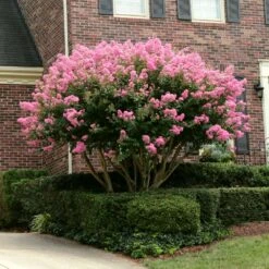 Sioux Crape Myrtle 9 Sioux Crape Myrtle -Blossom Berry Shop Sioux Crape myrtle 2