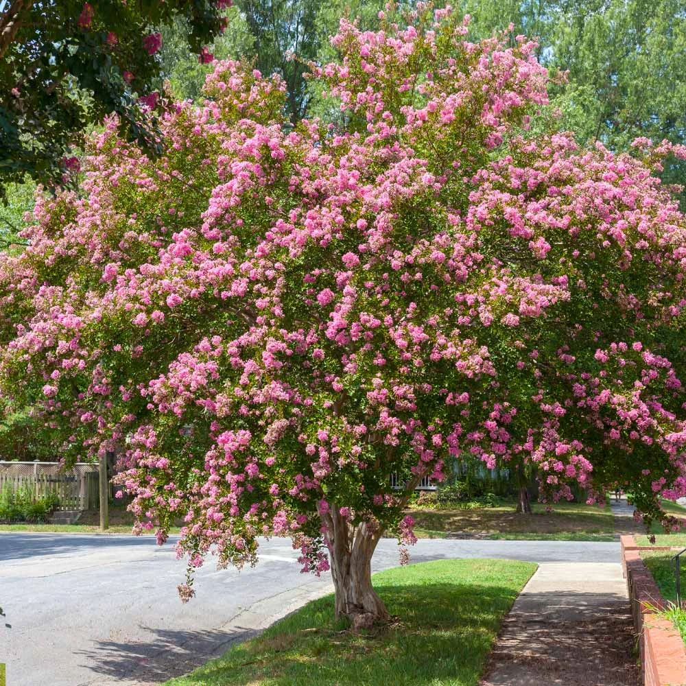 Sioux Crape Myrtle 2 Sioux Crape Myrtle - Image 2