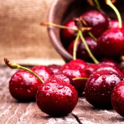 Skeena Cherry Tree 5 Skeena Cherry Tree -Blossom Berry Shop Skeena Cherry 4 FGT