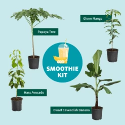 Smoothie Kit -Blossom Berry Shop SmoothieKitGraphic