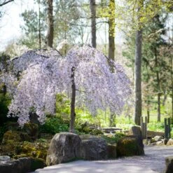 Snow Fountains® Weeping Cherry Tree -Blossom Berry Shop Snow Fountains Weeping Cherry 8