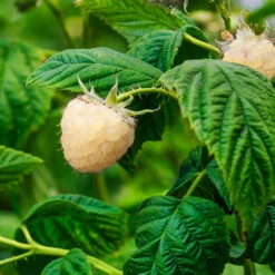 Snowbank White Blackberry Bush 7 Snowbank White Blackberry Bush -Blossom Berry Shop Snowbank Blackberry 1
