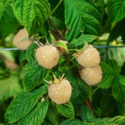 Snowbank White Blackberry Bush 6 Snowbank White Blackberry Bush -Blossom Berry Shop Snowbank Blackberry 3