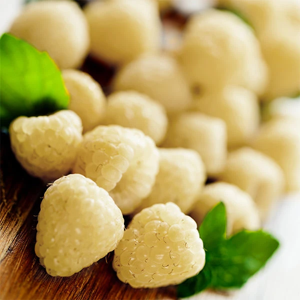 Snowbank White Blackberry Bush 1 Snowbank White Blackberry Bush