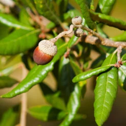 Live Oak Tree -Blossom Berry Shop Southern Live Oak FGT 1