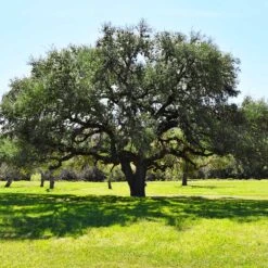 Live Oak Tree -Blossom Berry Shop Southern Live Oak FGT 3