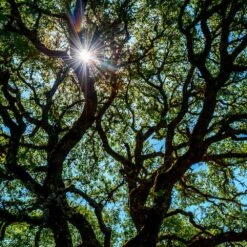 Live Oak Tree -Blossom Berry Shop Southern Live Oak FGT 4