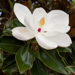 Southern Magnolia 7 Southern Magnolia -Blossom Berry Shop Southern Magnolia 8 FGT