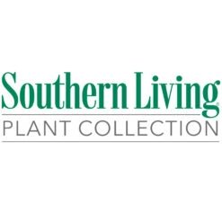 Obsession™ Nandina Shrub -Blossom Berry Shop Southn Living 1000x1000 9c033be2 455d 445a a895 d23c57353a2b