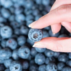 Spartan Blueberry Bush -Blossom Berry Shop Spartan Blueberry 5 FGT