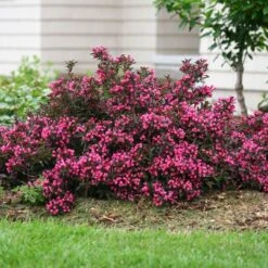 Spilled Wine® Weigela Shrub -Blossom Berry Shop Spilled Wine Weigela 1 FGT