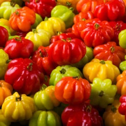 Star Cherry Tree (Pitanga) -Blossom Berry Shop Star Cherry 7 FGT