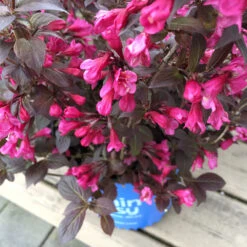 Stunner® Weigela -Blossom Berry Shop Stunner weigela 1