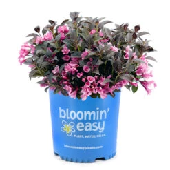 Stunner® Weigela -Blossom Berry Shop Stunner weigela 3