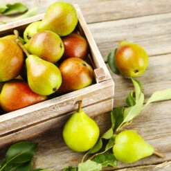 Summercrisp Pear Tree -Blossom Berry Shop Summercrisp Pear 3 FGT